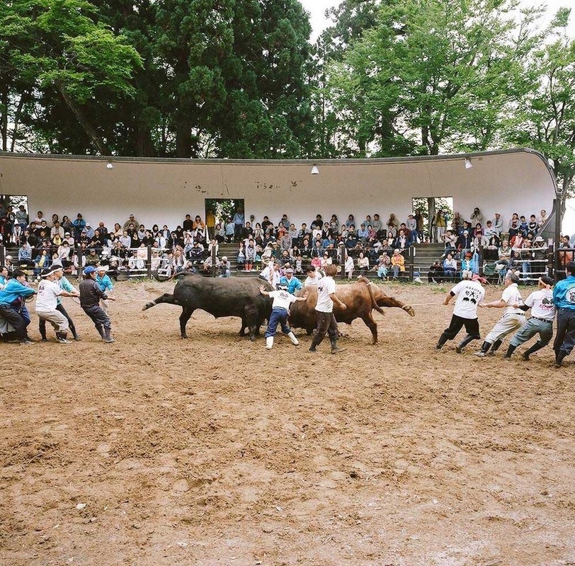 Le hoi choi trau bo doc dao o Nhat Ban-Hinh-9